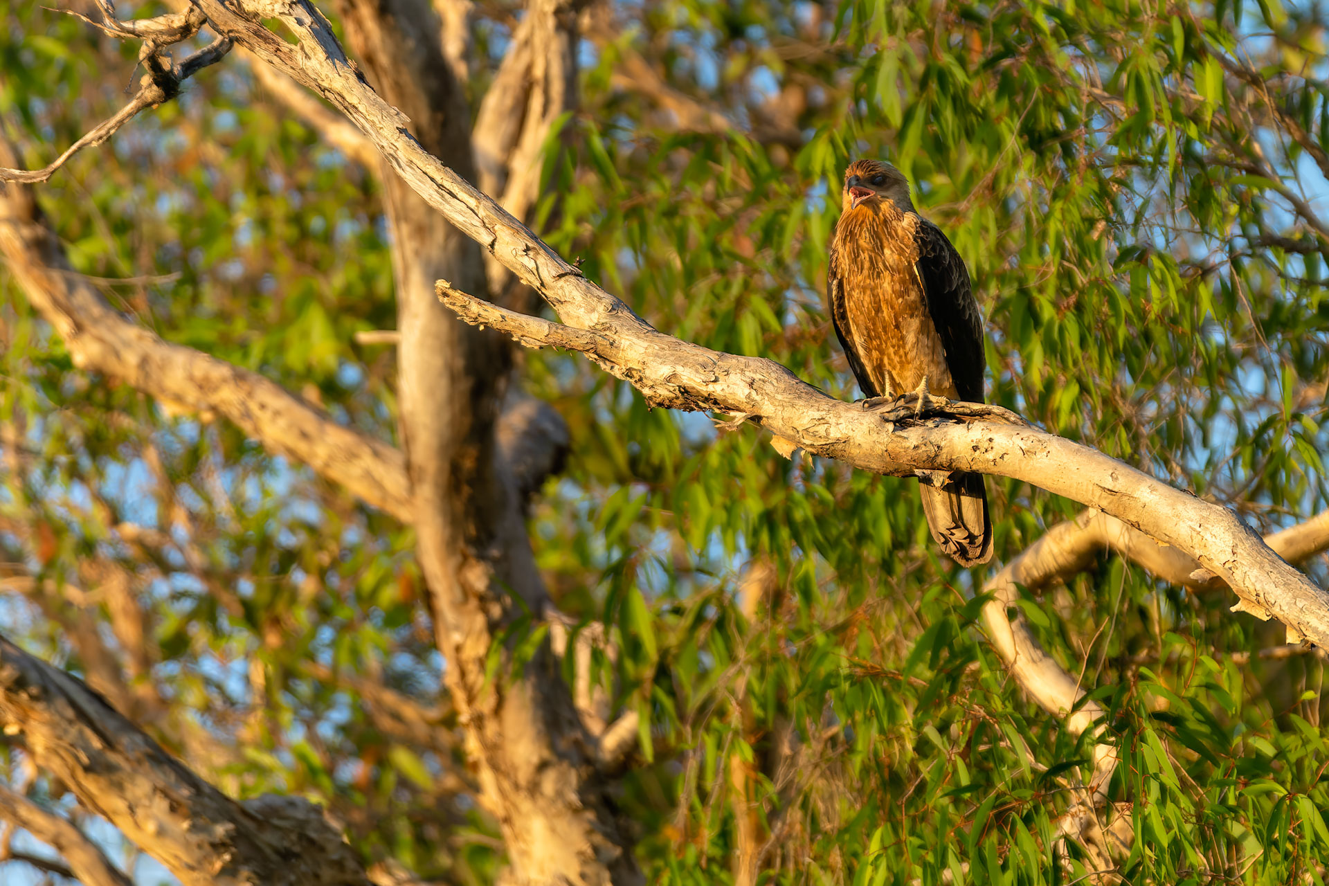 Kakadu National Park - Bootstour im Yellow Water Billabong - Keilschwanzweih